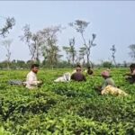 ২১ মাস পর খুলল চন্দন চা বাগান, ঈদের আগে হাজারো শ্রমিকের মুখে হাসি
