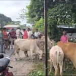 চোপড়ায় গরু-সহ আটক কয়েকজন, বৈধ নথি না থাকায় পুলিশে তুলে দিল বিশ্ব হিন্দ পরিষদ ও বজরঙ দল